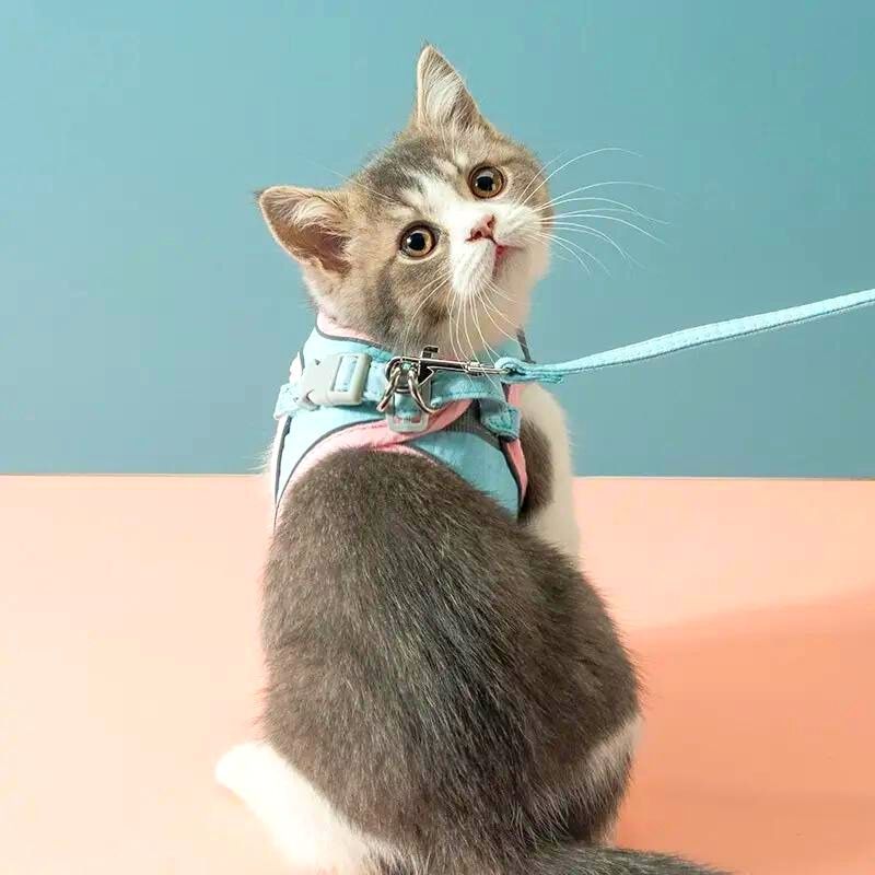 CatGuard™ – Entspannt spazieren gehen, mit dem perfekten Katzengeschirr! [Letzter Tag Rabatt]